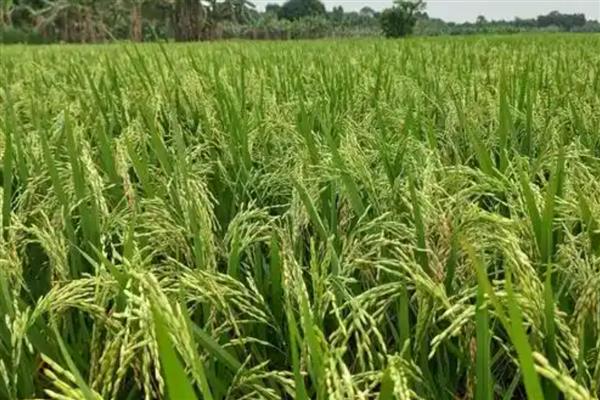 龙盾1614水稻怎么种植,撒播种子出苗后再移栽