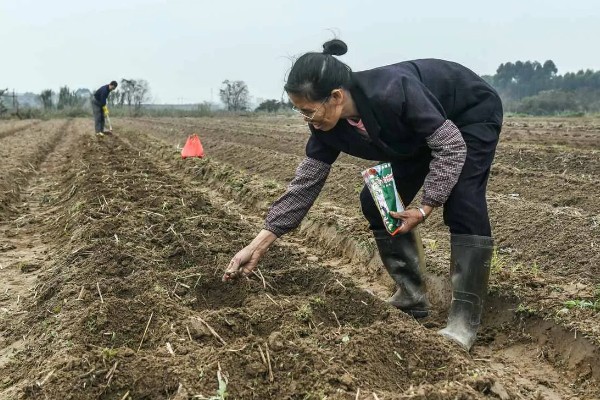 冬瓜如何种植，可春播也可秋播