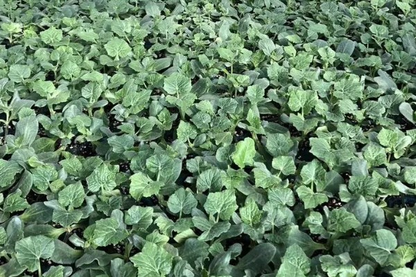 冬瓜如何种植，可春播也可秋播