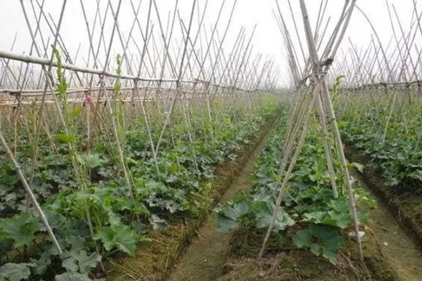 冬瓜如何种植，可春播也可秋播