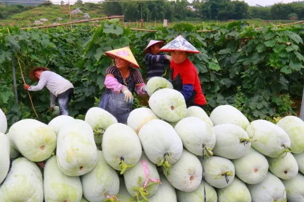 冬瓜如何种植，可春播也可秋播