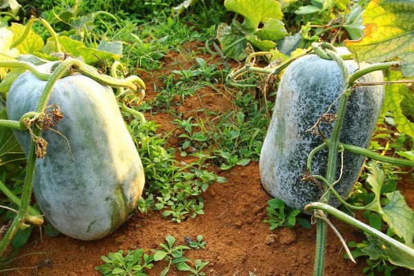 冬瓜如何种植，可春播也可秋播