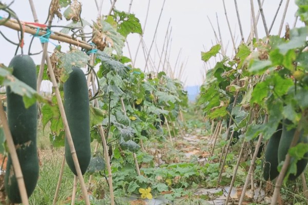 冬瓜如何种植，可春播也可秋播