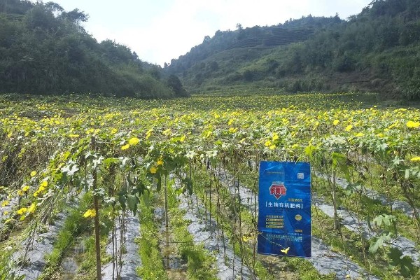 提高丝瓜产量的方式，剪除不良枝条可提高结果率