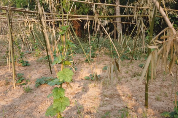 提高丝瓜产量的方式，剪除不良枝条可提高结果率