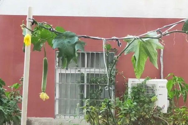 提高丝瓜产量的方式，剪除不良枝条可提高结果率