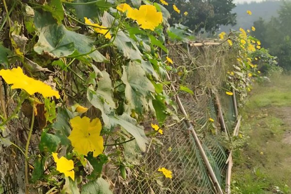 提高丝瓜产量的方式，剪除不良枝条可提高结果率