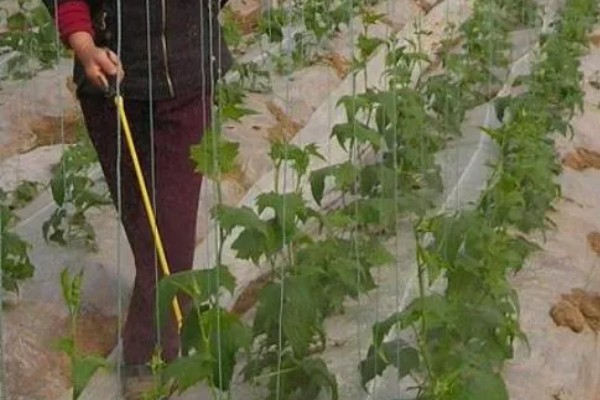 提高丝瓜产量的方式，剪除不良枝条可提高结果率