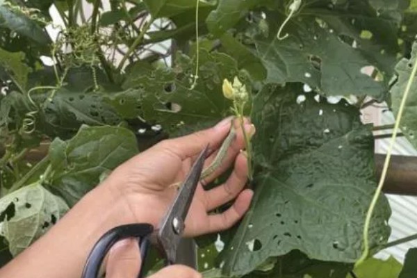 提高丝瓜产量的方式，剪除不良枝条可提高结果率