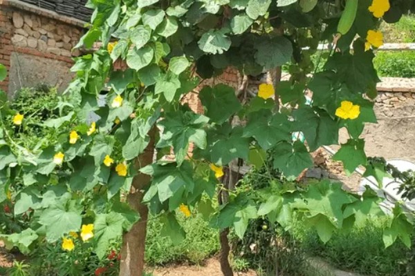 提高丝瓜产量的方式，剪除不良枝条可提高结果率