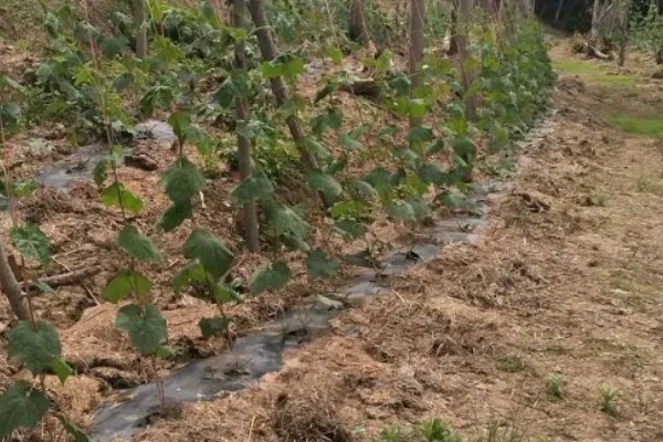 提高丝瓜产量的方式，剪除不良枝条可提高结果率