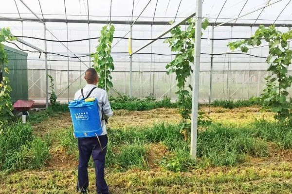 提高丝瓜产量的方式，剪除不良枝条可提高结果率