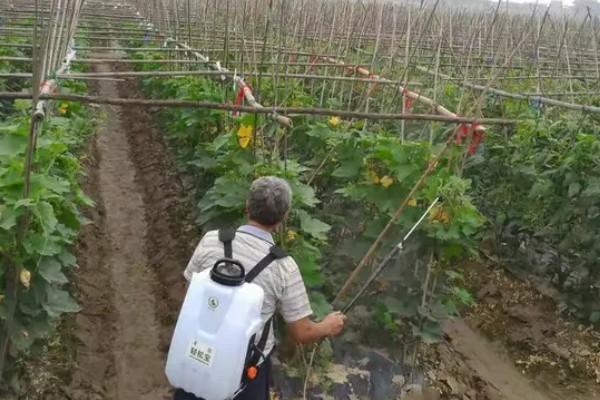 提高丝瓜产量的方式，剪除不良枝条可提高结果率