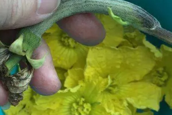 提高丝瓜产量的方式，剪除不良枝条可提高结果率