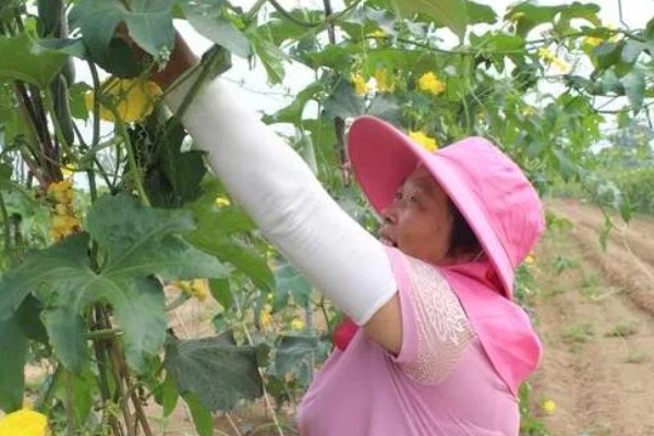 提高丝瓜产量的方式，剪除不良枝条可提高结果率