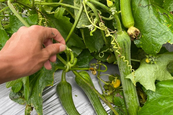 提高丝瓜产量的方式，剪除不良枝条可提高结果率