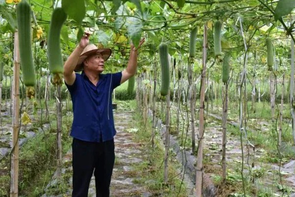 提高丝瓜产量的方式，剪除不良枝条可提高结果率