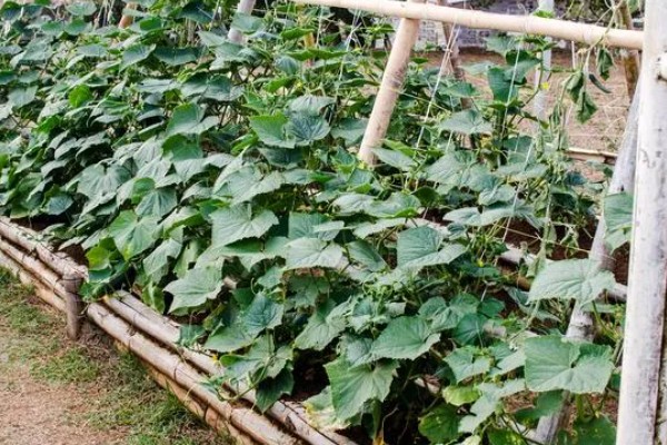 提高丝瓜产量的方式，剪除不良枝条可提高结果率