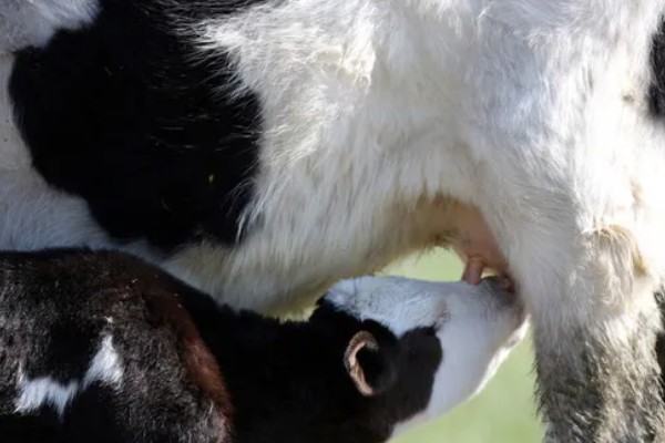 怎么饲喂刚出生的奶牛犊,要在一小时内让它吃到初乳