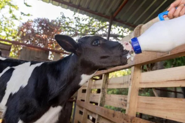 怎么饲喂刚出生的奶牛犊,要在一小时内让它吃到初乳