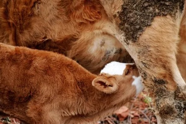 怎么饲喂刚出生的奶牛犊,要在一小时内让它吃到初乳