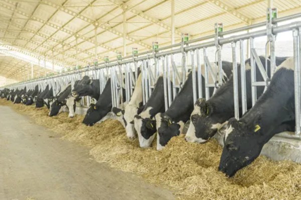 怎么饲喂刚出生的奶牛犊,要在一小时内让它吃到初乳