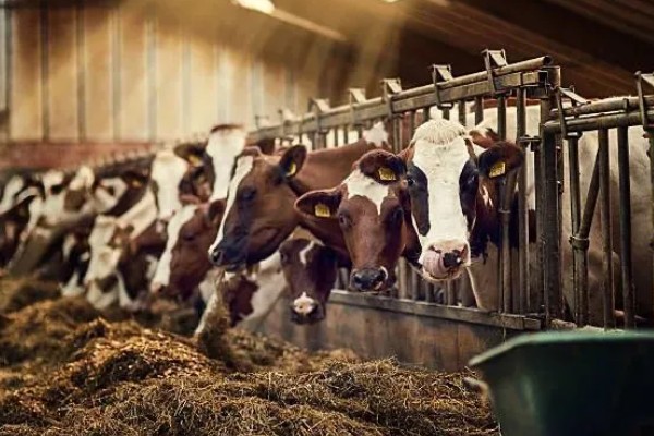 怎么饲喂刚出生的奶牛犊,要在一小时内让它吃到初乳