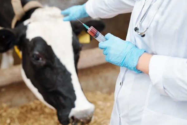 怎么饲喂刚出生的奶牛犊,要在一小时内让它吃到初乳