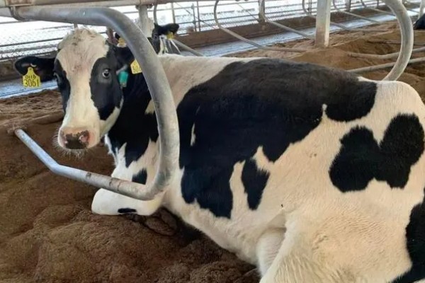 怎么饲喂刚出生的奶牛犊,要在一小时内让它吃到初乳