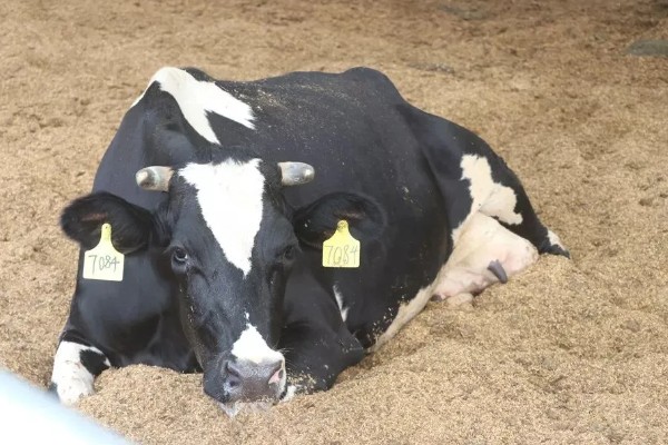 怎么饲喂刚出生的奶牛犊,要在一小时内让它吃到初乳