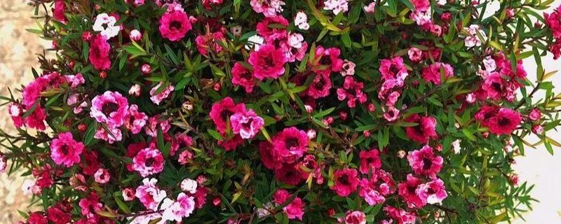 澳洲松红梅怎么养殖，每隔1-2个月追施一次液肥