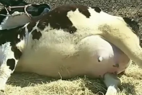 怎么饲喂刚出生的奶牛犊,要在一小时内让它吃到初乳