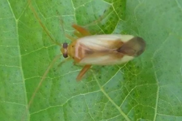 芝麻田里面的烟盲蝽怎么防治，提前播种可错开害虫的发生高峰期