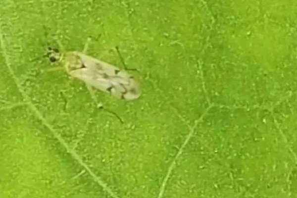 芝麻田里面的烟盲蝽怎么防治，提前播种可错开害虫的发生高峰期