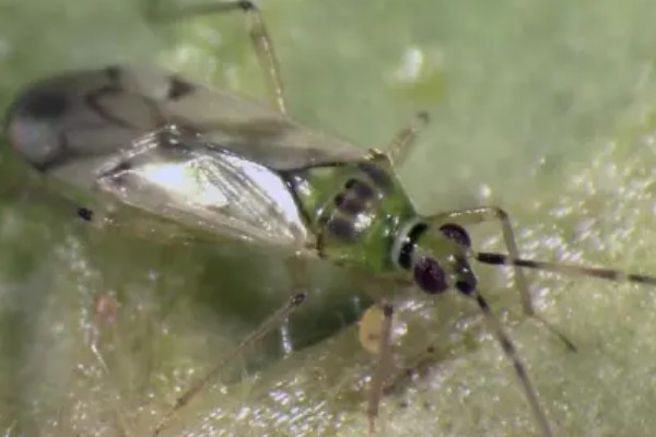 芝麻田里面的烟盲蝽怎么防治，提前播种可错开害虫的发生高峰期