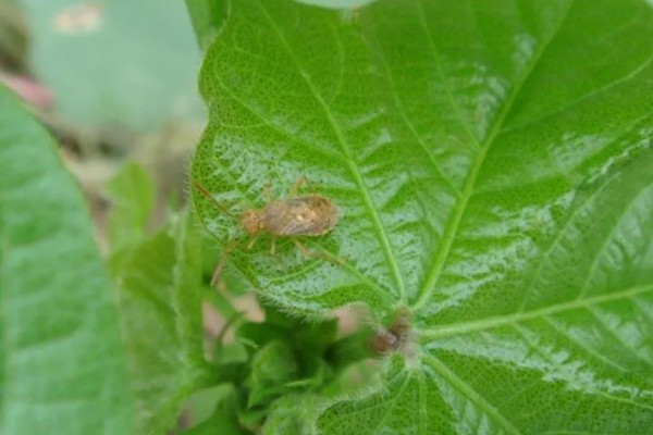 芝麻田里面的烟盲蝽怎么防治，提前播种可错开害虫的发生高峰期