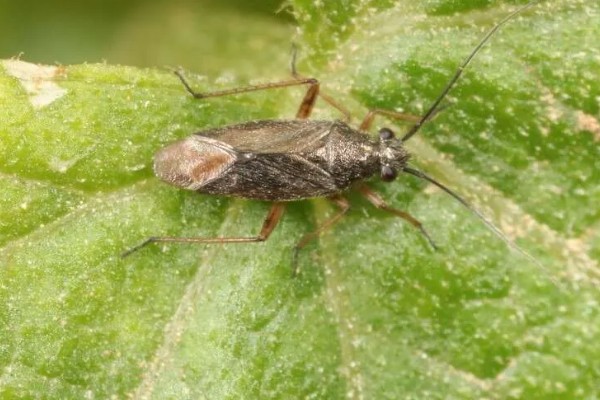 芝麻田里面的烟盲蝽怎么防治，提前播种可错开害虫的发生高峰期