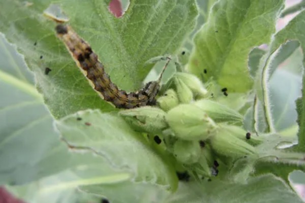 芝麻田里面的烟盲蝽怎么防治，提前播种可错开害虫的发生高峰期