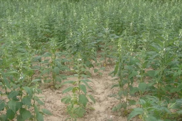 芝麻田里面的烟盲蝽怎么防治，提前播种可错开害虫的发生高峰期