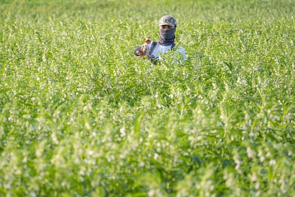 芝麻田里面的烟盲蝽怎么防治，提前播种可错开害虫的发生高峰期