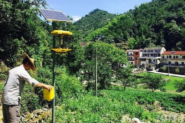 芝麻田里面的烟盲蝽怎么防治，提前播种可错开害虫的发生高峰期