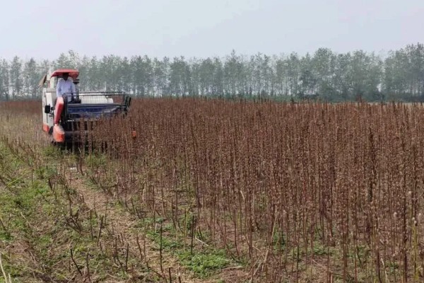 芝麻田里面的烟盲蝽怎么防治，提前播种可错开害虫的发生高峰期
