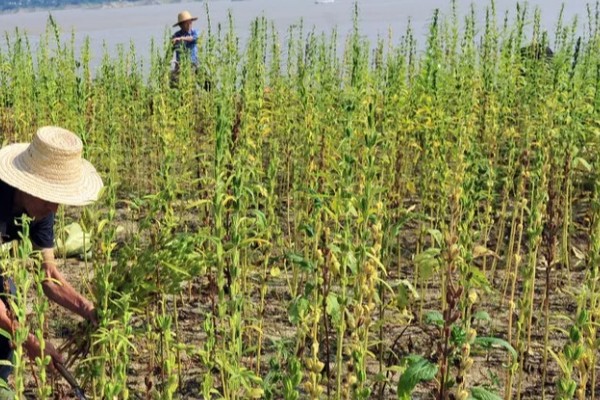 芝麻田里面的烟盲蝽怎么防治，提前播种可错开害虫的发生高峰期