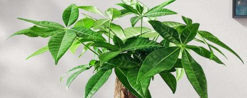 小发财树的晒光间隔，每隔15天晒一次太阳