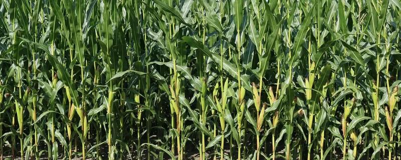 玉米过多久才能成熟收获，生长周期为80-150天左右