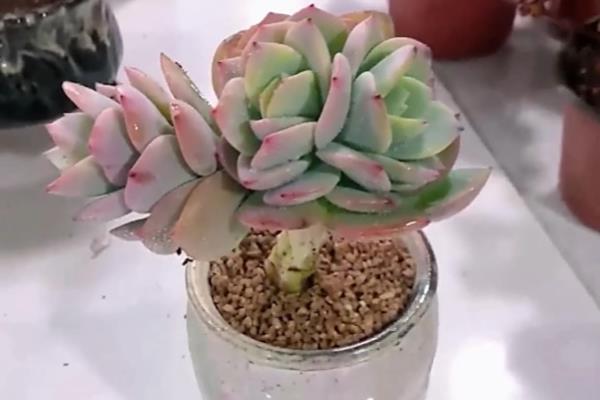 降温后能不能给多肉移盆,移盆后放在阳光直射的地方