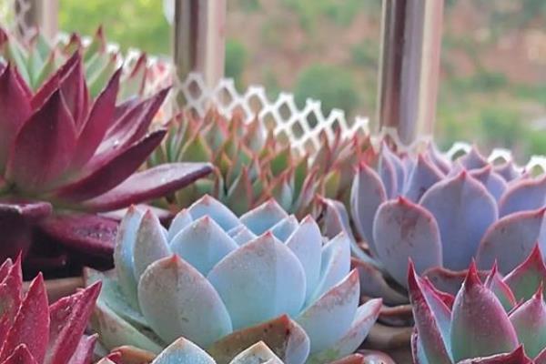 降温后能不能给多肉移盆,移盆后放在阳光直射的地方