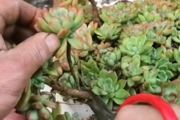 降温后能不能给多肉移盆,移盆后放在阳光直射的地方