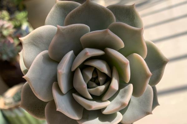 降温后能不能给多肉移盆,移盆后放在阳光直射的地方