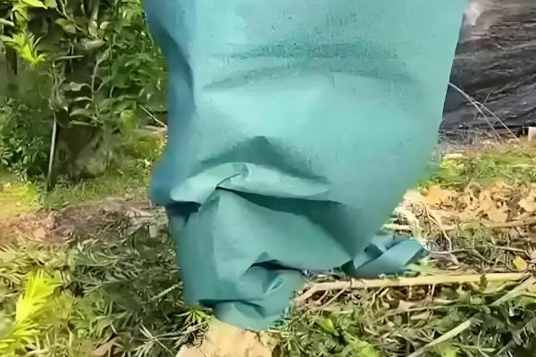 北方柿子树过冬方法,对树干涂白并包裹草绳和草席